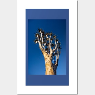 Aloe tree. Posters and Art
